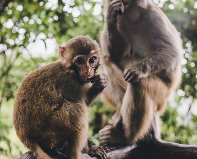 Kebun Binatang di Indonesia