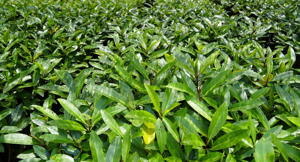 Kebun Teh Kemuning