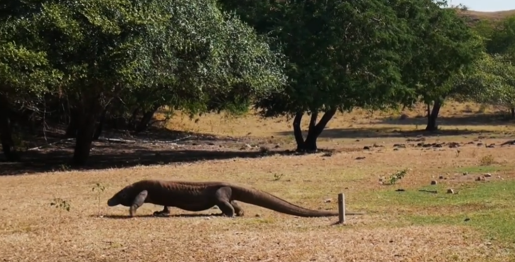 Tempat Wisata di Taman Nasional Komodo